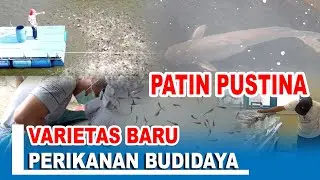 PATIN PUSTINA VARIETAS BARU PERIKANAN BUDIDAYA