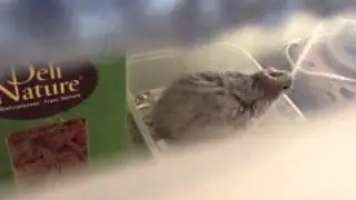 Silver button quail having a sand bath