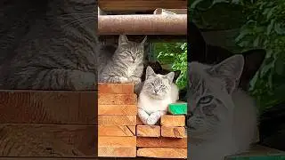 On The Block #cat #ytshorts #shorts #fyp #block #youtube #tiktok #youtubeshorts #funny #funnycats