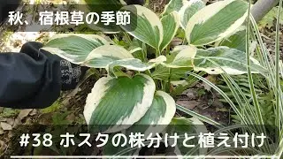 【#38 秋、宿根草のお手入れシーズンになりました】ホスタとカレックスの株分け｜宿根草の植え付け｜ナチュラルガーデン｜田舎暮らし