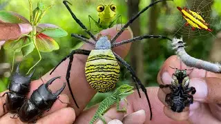 rare insects in the wild