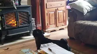 pug barking at wolves on the telly lol