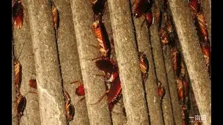 Chinese AI Farm Breeds 6 Billion Cockroaches Annually