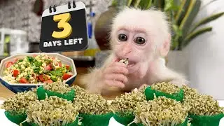 Baby monkey Baba Harvests Homemade Bean Sprouts After 3 Days and Enjoys with Joy.