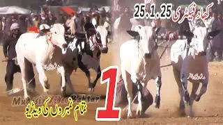 Bull Racing 2025 | Sabse Taiz Bull,Dekhien Kon Jeetayga | khad Fectori Village