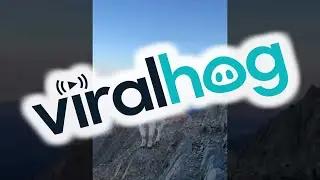 Hiker and Mountain Goats Meet on Bridger Range Summit || ViralHog