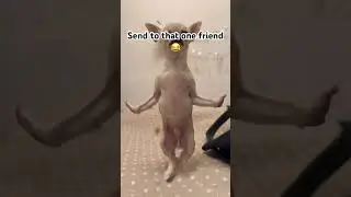 Send this to that one friend 😂 #cutedog #dogshorts #puppy #funnydogs #relatable
