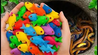 Catch Beautiful Aquarium Fish in Giant Colorful Egg, Galaxy Betta, Turtle, Pencil Fish, Carp #006