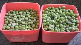 🟢 फ्रोजन मटर बनाने की आसान विधि | Green Peas Freezing Tips | 1 साल तक स्टोर करें | Frozen Mattar