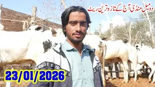 Today Domail Mandi Fatehjang Rate’s update23/Jan.2026-Part03Sunny Video Fateh Jang Cow Mandi 2026