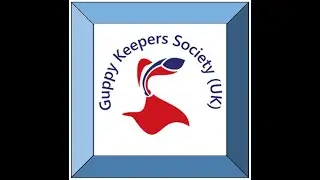 Albino Full Red Delta: GKS (UK) Online Guppy Trios Show 2025. Entry 108