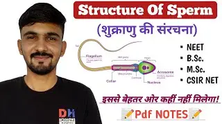 Structure Of Sperm || Sperm Function || Parts Of Sperms || By Dadhich Sir