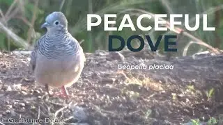 Peaceful Dove (Geopelia placida) | Coolac Cabins & Camping, New South Wales (AUSTRALIA)