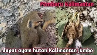 berburu tupai dan burung dengan blusukan bonus ayam hutan jumbo Kalimantan tahun 2026 part. 13