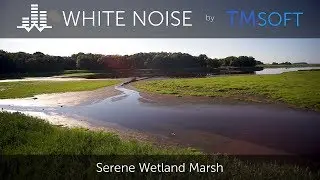 Serene Wetland Marsh - Background Nature Video