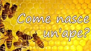 Come nasce un'ape? | Entomologando