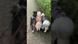 Super cute Dogs waggle there tails 🐶🐶🐶 Australian Shepherd 🐶 Colored dogs 🐶