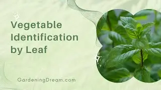 Vegetable Identification by Leaf