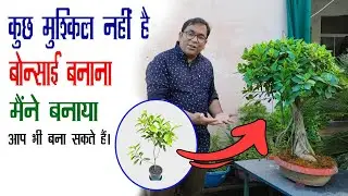 मात्र 75 रुपये में बनाएं शानदार बोन्साई - मैंने बनाया - आप भी बनाएं - How to Make Bonsai