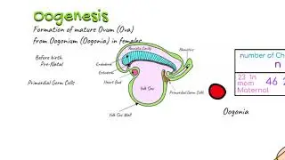 Oogenesis - Full Lecture