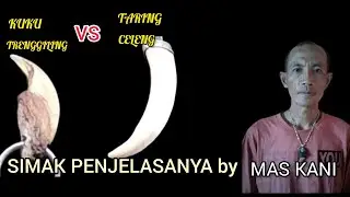 PILIH MANA KUKU TRENGGILING‼️ATAU TARING BABI HUTAN⁉️#review #tutorial #vlog