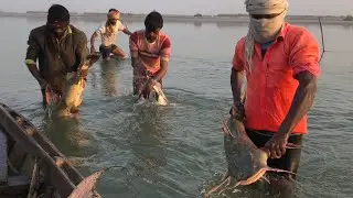 बड़ा जाल बड़ा कमाल देखिए बड़ी बड़ी मछलियां #viralvideo #viralshorts #fishandfishing7 