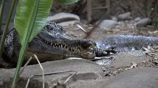 African slender-snouted crocodile Lance has breakfast