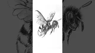 How to draw a bee