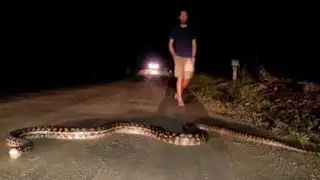 Pilla Bacha #python on Road | Aristotle Junior Johnsons | #trending #snake