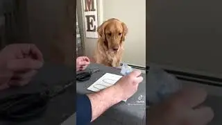 Tiktok Dog Painting Challenge