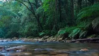 Deep Forest River Sounds 🌿 Flowing Water ASMR for Relaxation, Sleep & Stress Relief