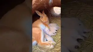 The Moment Cat Mom Retrieved Her Baby from a Rabbit Nest 🐇✨#CatMom #RabbitMom #KittenRescue