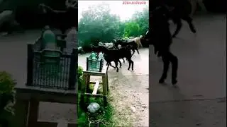 Rural Charm: Exploring a Vibrant Herd of Goats in the Village #villagelife #goatvideo