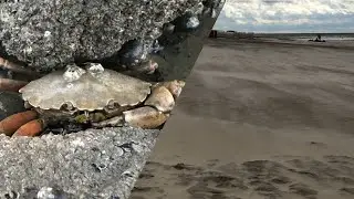 Die Krebse kommen + krasse Windb&ouml;hen! 🦀🌬 VLOG Tag 1 Urlaub Borkum