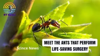 Meet the Ants That Perform Life-Saving Surgery #sciencenews