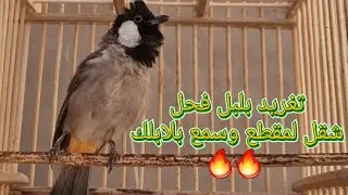 تغريد بلبل فحل لتعليم لبلابل على تغريد شغل لمقطع وسمع بلابلك ✔️✅️