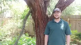 Numerous Juniperus, but Neither Were Cedar!