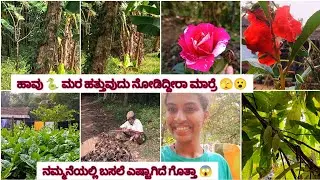 ಹಾವು🐍ಮೇಲೆ ಹತ್ತುವುದು ನೋಡಿದ್ದೀರಾ ಮಾರ್ರೆ🫣😮ನಮ್ಮಲ್ಲಿ ಬಸಲೆ ಎಷ್ಟಾಗಿದೆ ಗೊತ್ತಾ 😱 