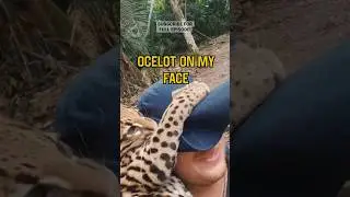 WILD OCELOT ON MY FACE!! #shorts