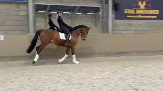 FOR SALE Lets Dance (vivaldi) x Glamourdale, gelding, 1.72m, 2022 