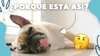 HIPOTIROIDISMO EN PERROS ⚠️ *INFORMACIÓN IMPORTANTE*