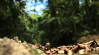 NEW BALANCE MINIMUS - Anton Krupicka in Brazil