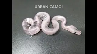 URBAN CAMO BALL PYTHON ON OUR 1ST TRY! AND UNFORTUNATE BIRTH DEFECTS