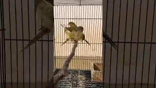 Calon buat masteran #kenari #galerikenariindonesia #canary #birds