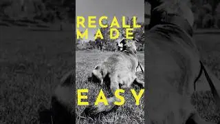 Try this if your dog won't come when called  #dogtraining
