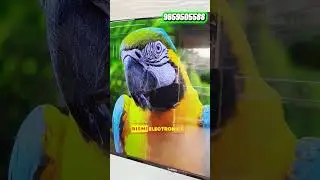 55 Inch Tv | 9659505588 | Manapparai Bismi Electronics