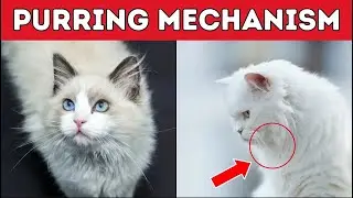 10 Awesome Cat Facts to Understand Them Better