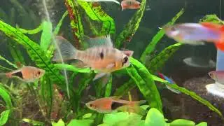 Bolivian Rams and Harlequin Rasbors 