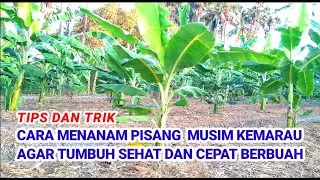 TIPS DAN TRIK//Cara menanam Pisang Musim Kemarau Agar Tumbuh Sehat dan Cepat Berbuah.