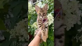 F1 Savannah Cat For Sale